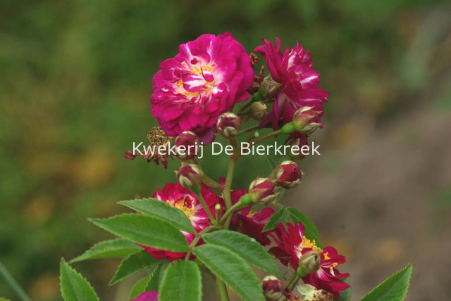 Rosa 'Mehblue' (PERENNIAL BLUE)