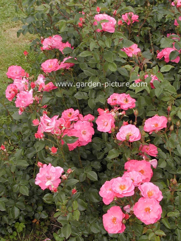 Rosa 'Meibalbica' (IGA 83 MUENCHEN)