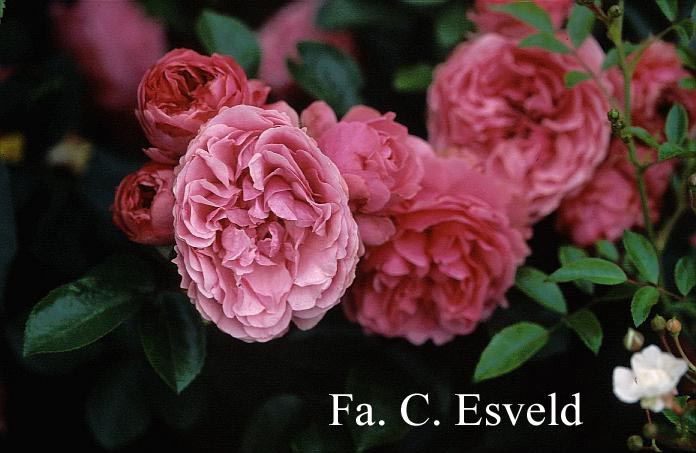 Rosa 'Meideauri' (LEONARDO DA VINCI)