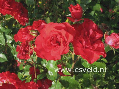 Rosa 'Meigekanu' (LA SEVILLANA)
