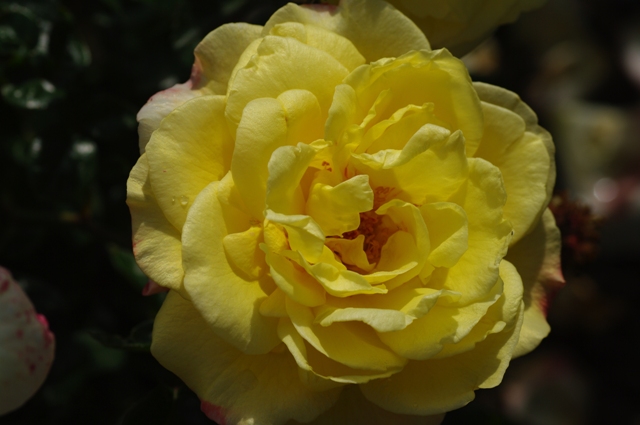 Rosa 'Moonlight' (Kordes)