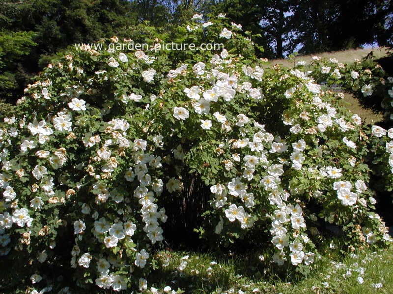 Rosa 'Nevada'