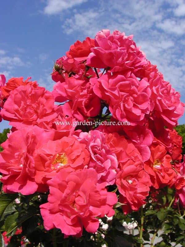 Rosa 'Noafeuer' (HEIDEFEUER)