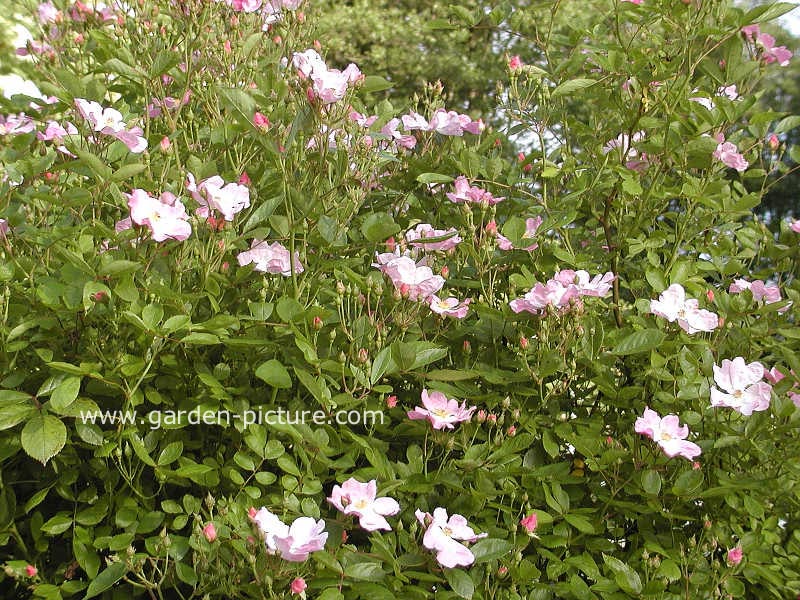 Rosa 'Nozomi' (HEIDEROESLEIN)
