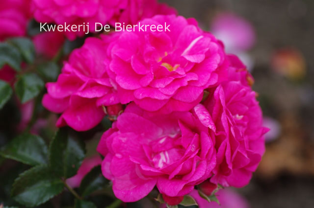 Rosa 'Palmengarten Frankfurt'