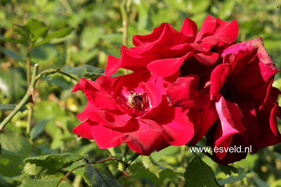 Rosa 'Parkdirektor Riggers'