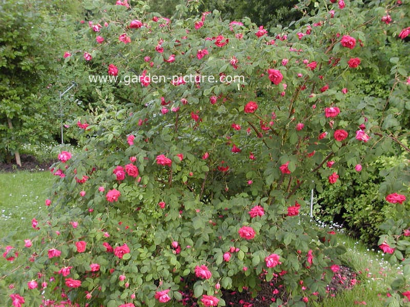 Rosa 'Parkfeuer'