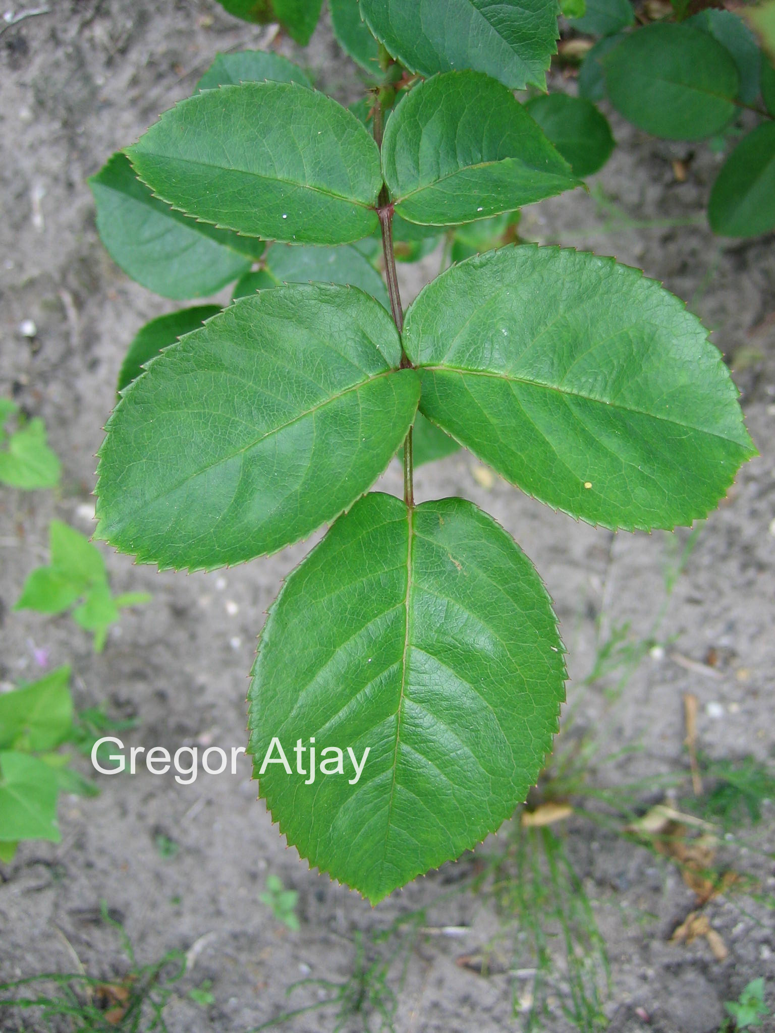 Rosa 'Pernille Poulsen'