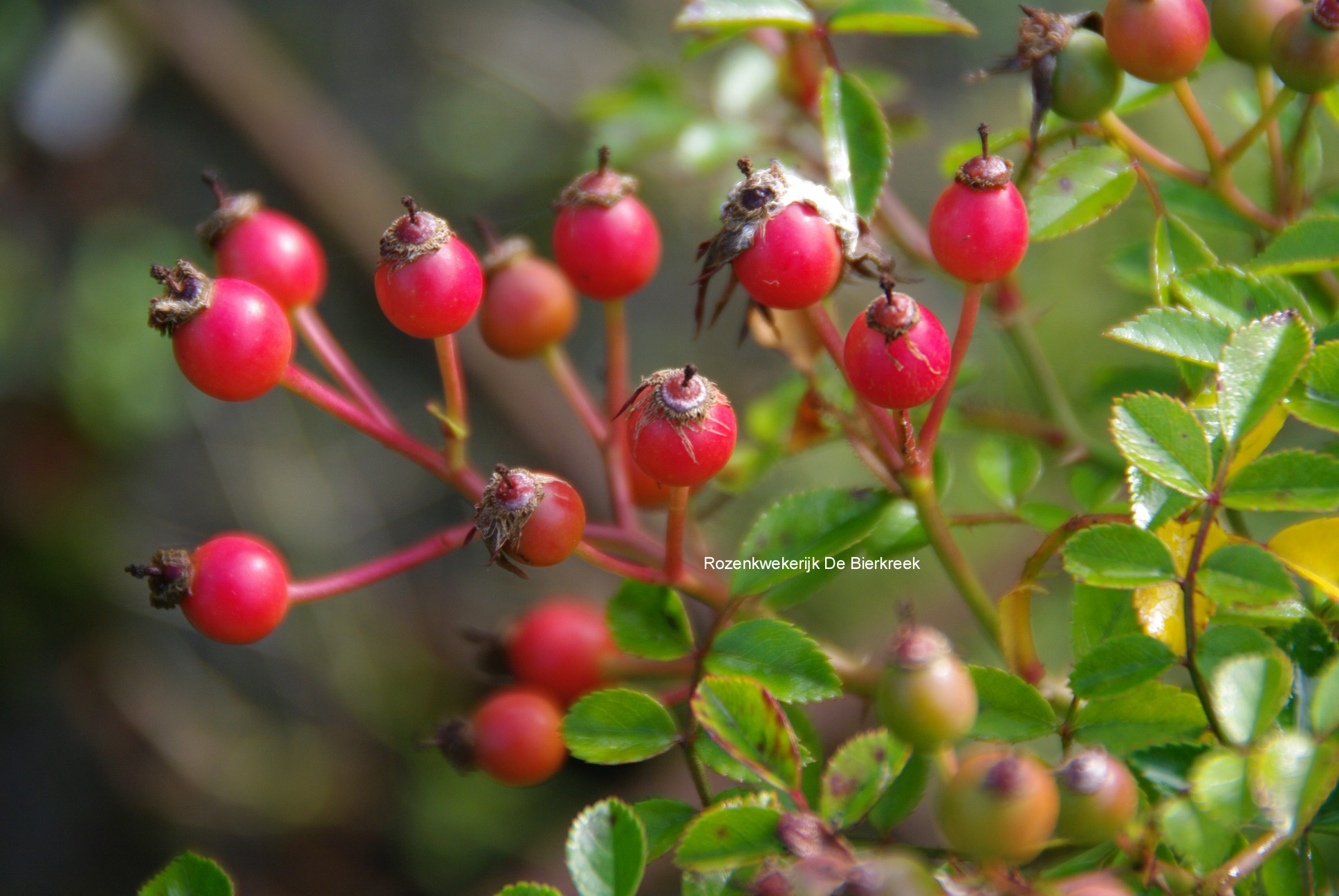 Rosa 'Petite Serpent'