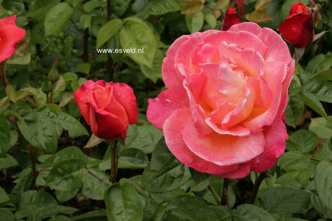 Rosa 'Poultro' (TROIKA)