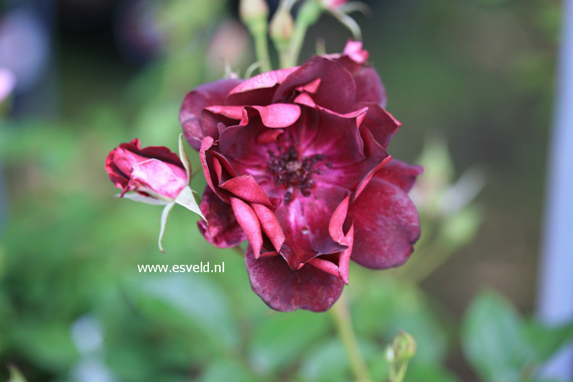Rosa 'Prose' (BURGUNDI ICE)