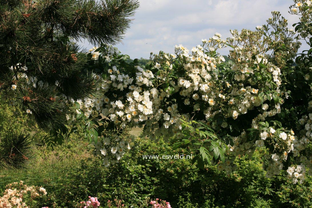 Rosa 'Rambling Rector'