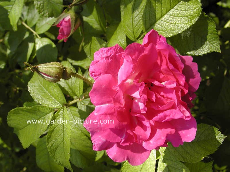 Rosa 'Strolon' (POLARSONNE)