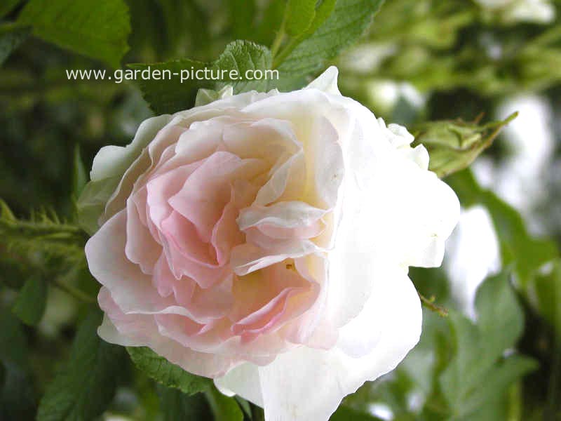 Rosa 'Stronin' (POLAREIS)