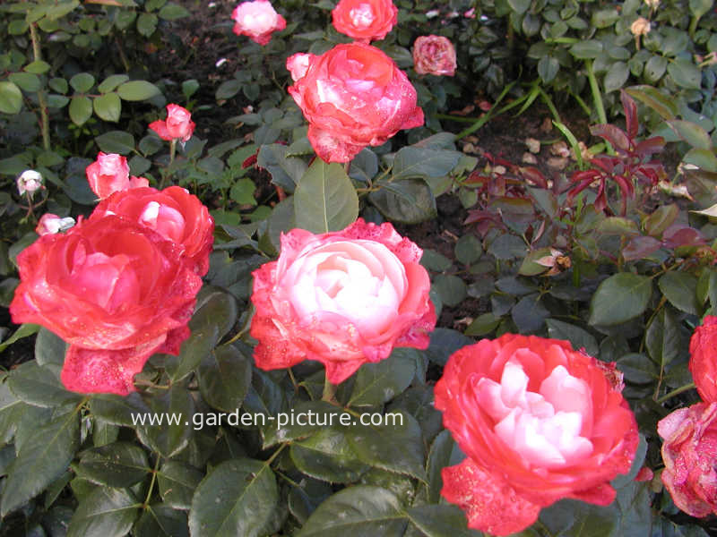 Rosa 'Taneiglab' (NOSTALGIE)