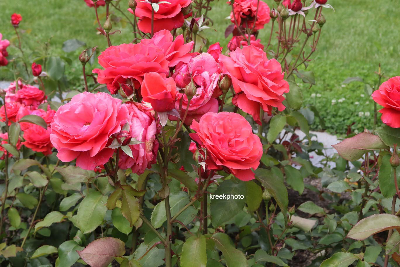 Rosa 'Tanellis' (DUFTWOLKE)