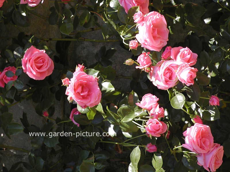 Rosa 'Tanklewi' (LAWINIA)