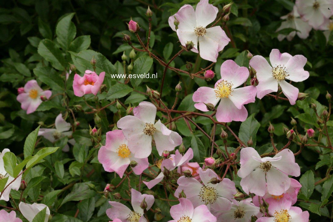 Rosa 'Tapis Volant'