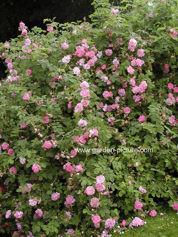 Rosa 'Trigintipetala' (KAZANLIK)