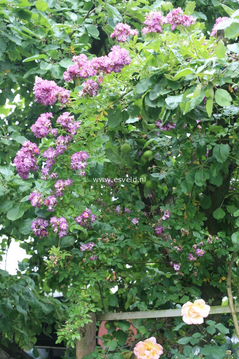 Rosa 'Veilchenblau'