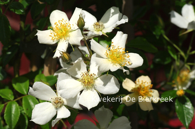 Rosa 'Weddingday'