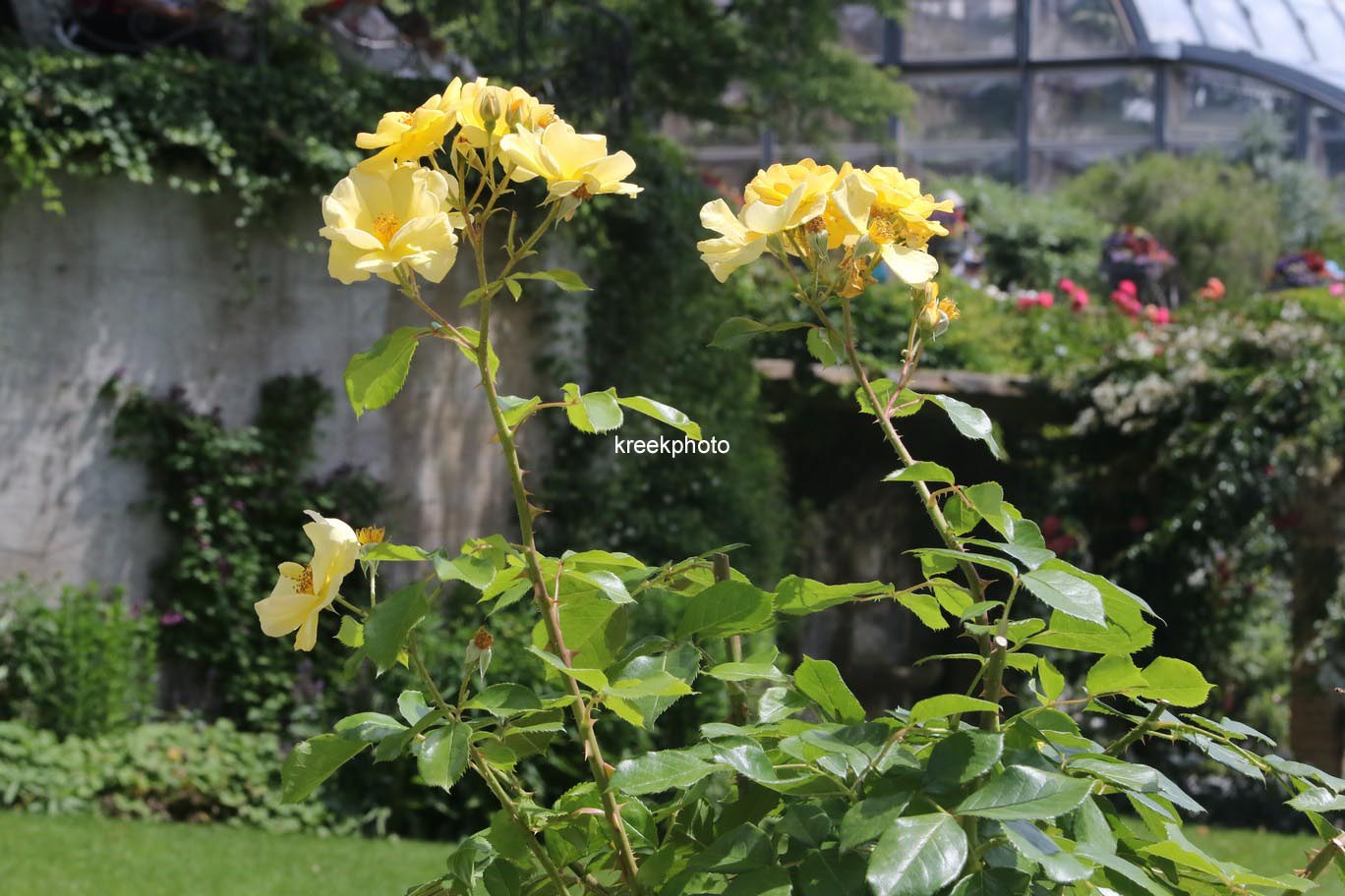 Rosa 'Yellow Fleurette'
