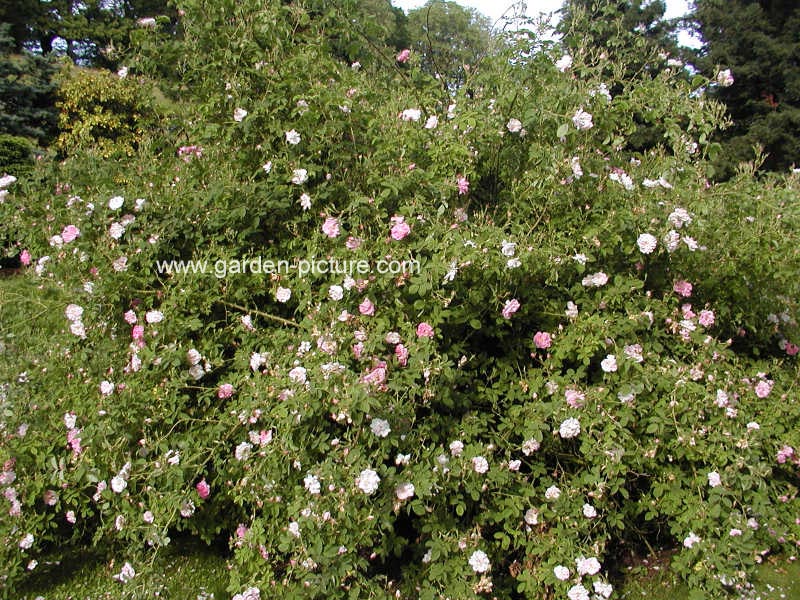 lancaster and york roses download lancaster and york roses download