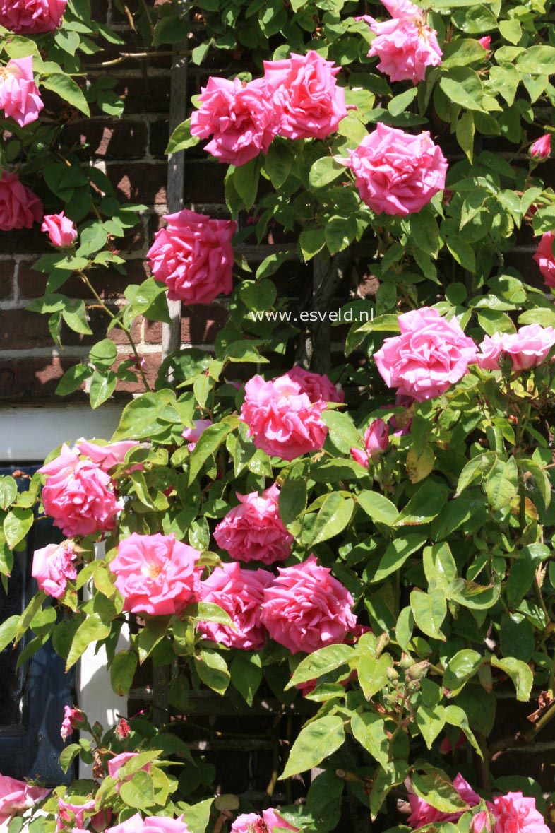 Rosa 'Zepherine Drouhin'