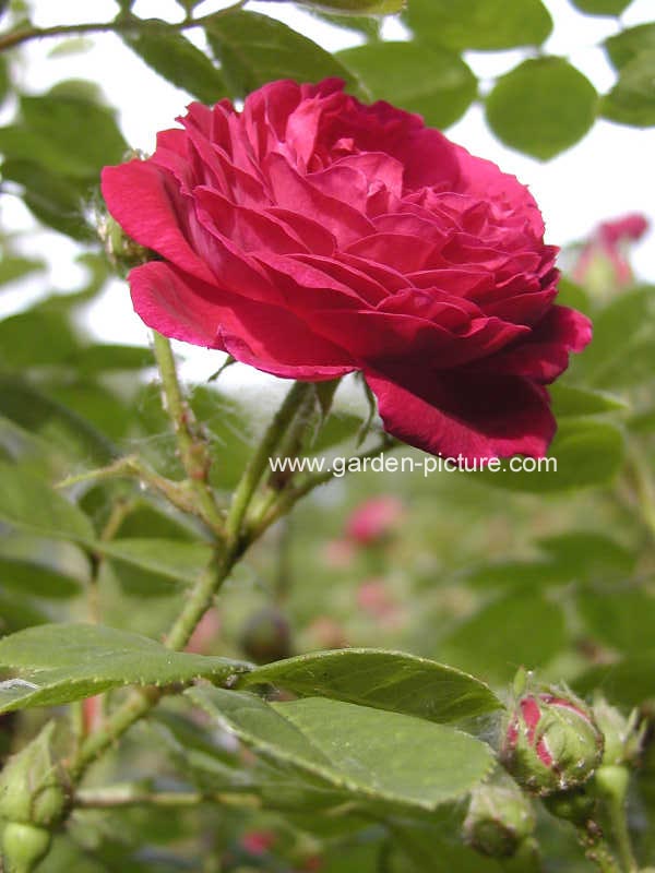 Rosa 'Zigeunerknabe'