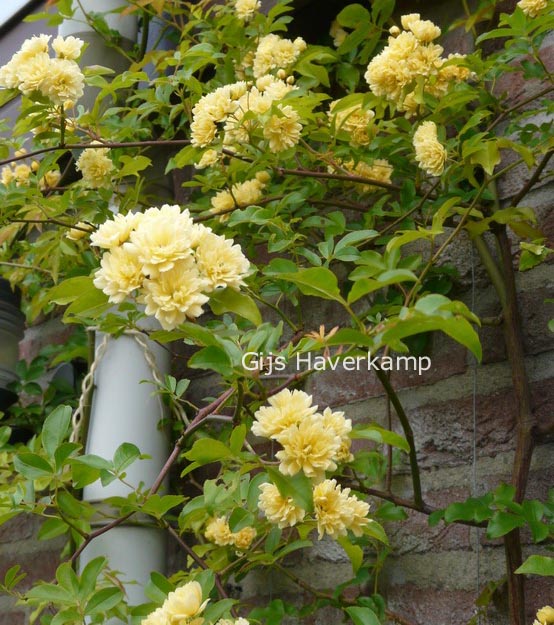 Rosa banksiae 'Lutea'