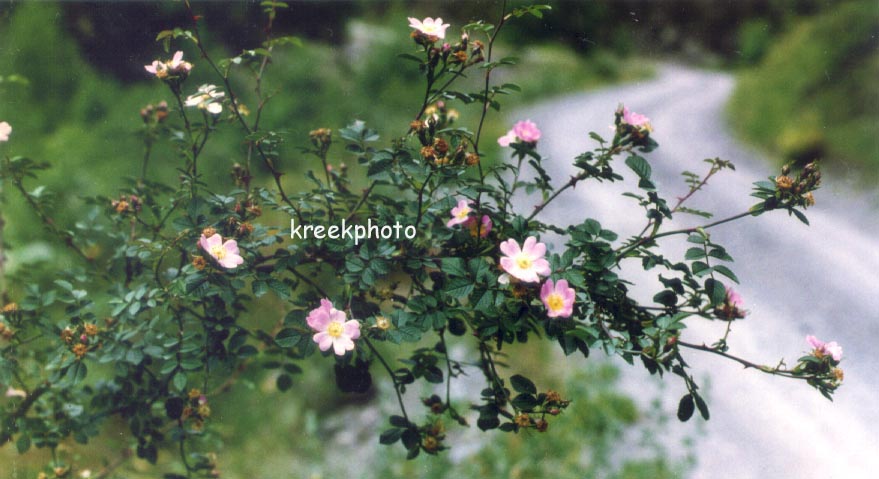 Rosa canina