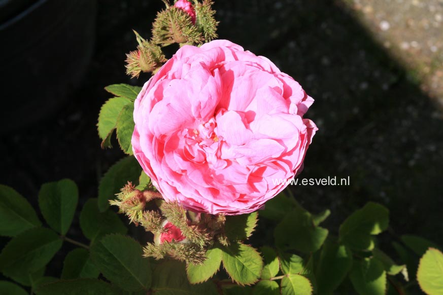Rosa centifolia 'Cristata'