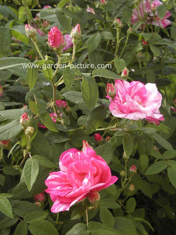 Rosa gallica 'Versicolor'
