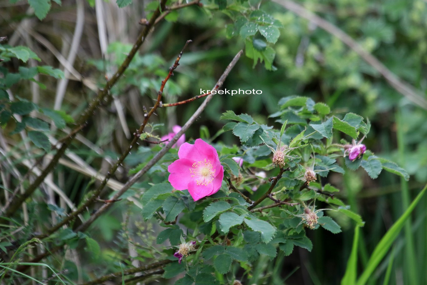 Rosa gallica