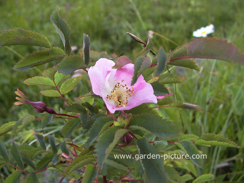 Rosa pendulina