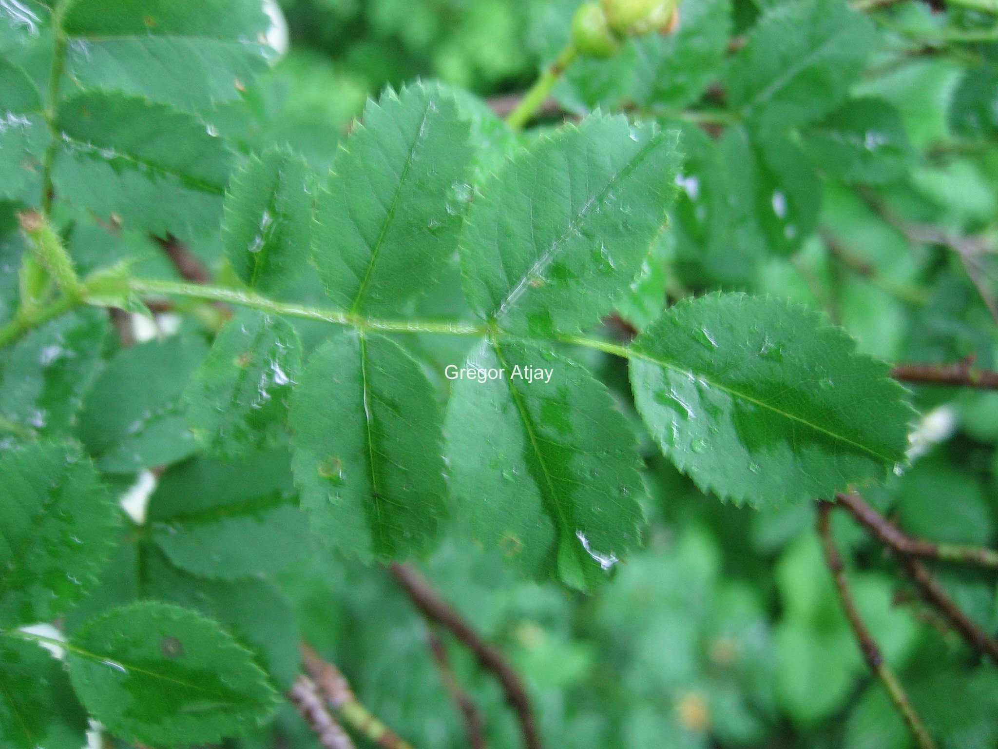 Rosa pimpinellifolia