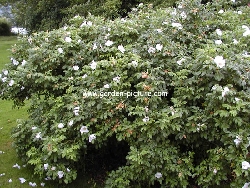 Rosa rugosa 'Alba'