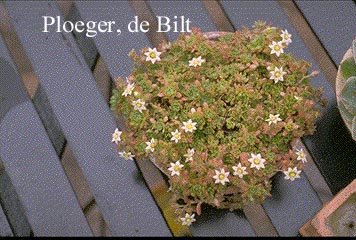 Rosularia sedoides var. alba