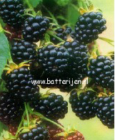 Rubus 'Chester Thornless'