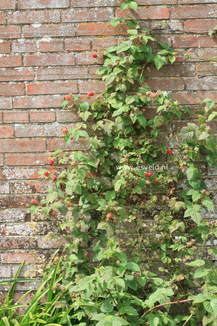 Rubus 'Loganberry'