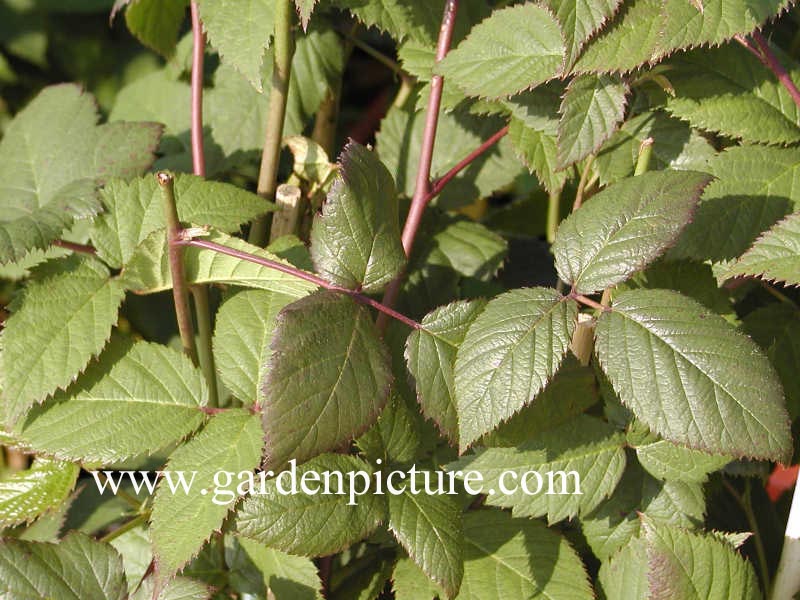 Rubus 'Thornfree'