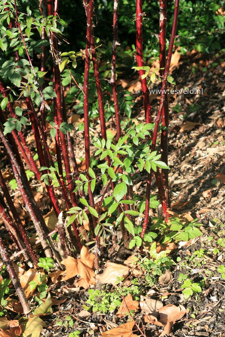 Rubus alleghaniensis