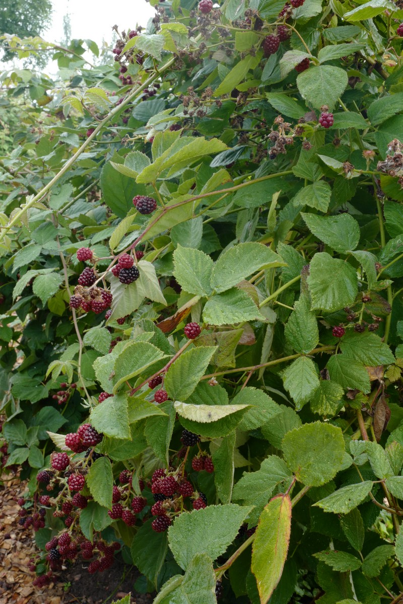 Rubus fruticosus