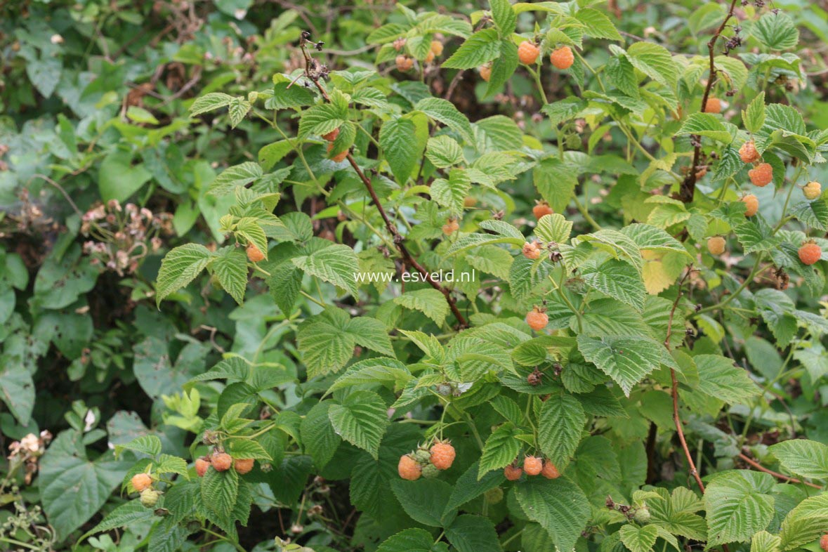 Rubus idaeus 'Fallgold'
