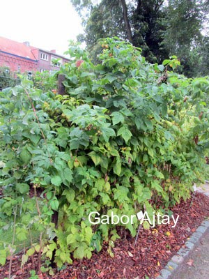 Rubus idaeus 'Tulameen'
