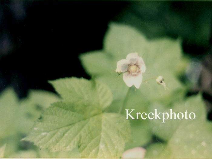 Rubus spectabilis
