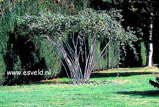 Rubus thibetanus 'Silver Fern'