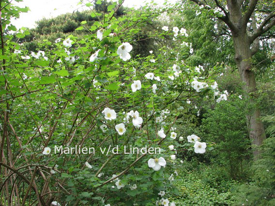 Rubus tridel 'Benenden'