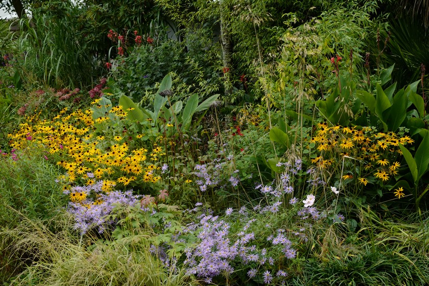 Rudbeckia fulgida var. deamii