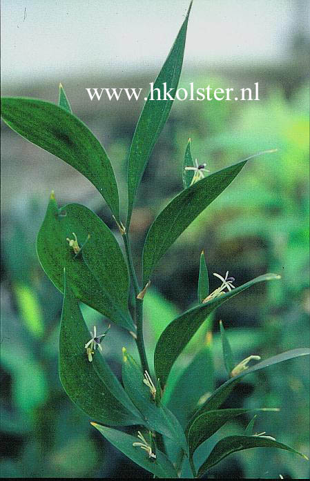 Ruscus hypoglossum